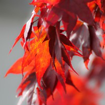 Natur | Herbstliches