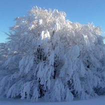 Natur | Schwarzwald | Kandel