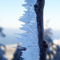 Natur | Schwarzwald | Kandel