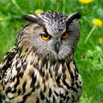 Natur | Tiere | Verschiedene