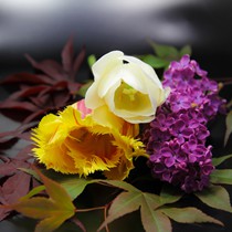 Natur | Blumen & Blüten | Tabletop I