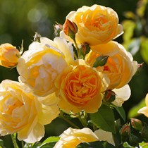 Natur | Blumen & Blüten | Rosen