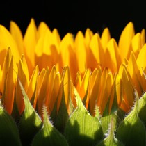 Natur | Blumen & Blüten | Sonnenblumen