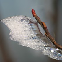 Natur | Schwarzwald | Kandel