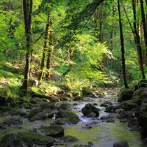 Natur | Schwarzwald | Wald