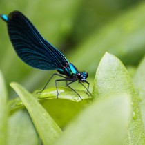 Natur | Tiere | Verschiedene