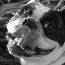 Natur | Tiere | Bulldoggen