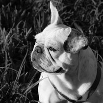 Natur | Tiere | Bulldoggen