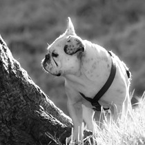 Natur | Tiere | Bulldoggen