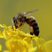 Natur | Tiere | Verschiedene