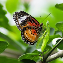 Natur | Tiere | Verschiedene