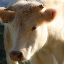 Natur | Tiere | Verschiedene