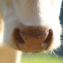 Natur | Tiere | Verschiedene