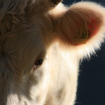 Natur | Tiere | Verschiedene