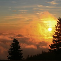 Natur | Schwarzwald | Kandel