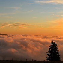 Natur | Schwarzwald | Kandel