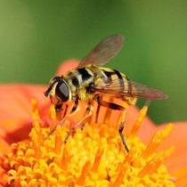 Natur | Tiere | Verschiedene