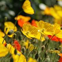 Natur | Blumen & Blüten | Mohnblumen