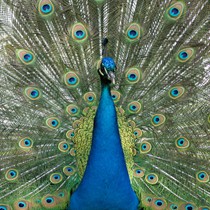 Natur | Tiere | Verschiedene