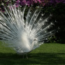 Natur | Tiere | Verschiedene