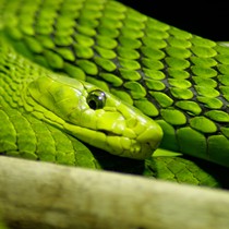 Natur | Tiere | Verschiedene