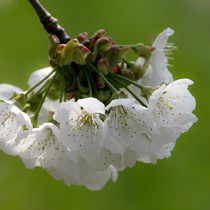 Natur | Blumen & Blüten | Blüten