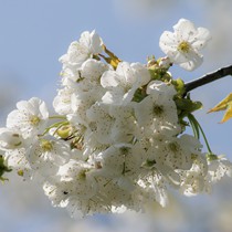 Natur | Blumen & Blüten | Blüten