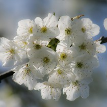 Natur | Blumen & Blüten | Blüten