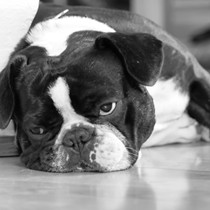 Natur | Tiere | Bulldoggen