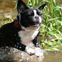 Natur | Tiere | Bulldoggen