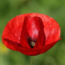 Natur | Blumen & Blüten | Mohnblumen