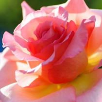 Natur | Blumen & Blüten | Rosen