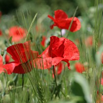 Natur | Blumen & Blüten | Mohnblumen