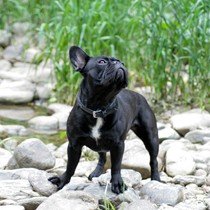 Natur | Tiere | Bulldoggen