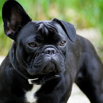 Natur | Tiere | Bulldoggen