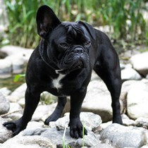 Natur | Tiere | Bulldoggen