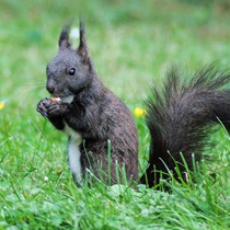 Natur | Tiere | Verschiedene