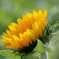 Natur | Blumen & Blüten | Sonnenblumen