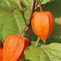 Natur | Herbstliches