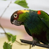 Natur | Tiere | Verschiedene