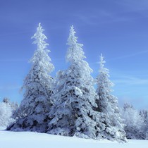 Natur | Schwarzwald | Kandel
