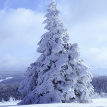 Natur | Schwarzwald | Kandel
