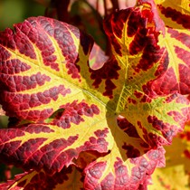 Natur | Herbstliches