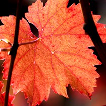 Natur | Herbstliches