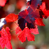 Natur | Herbstliches