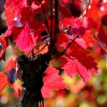 Natur | Herbstliches