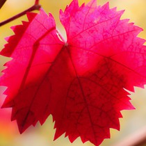 Natur | Herbstliches