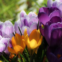 Natur | Blumen & Blüten | Krokusse