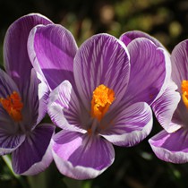 Natur | Blumen & Blüten | Krokusse