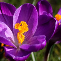 Natur | Blumen & Blüten | Krokusse